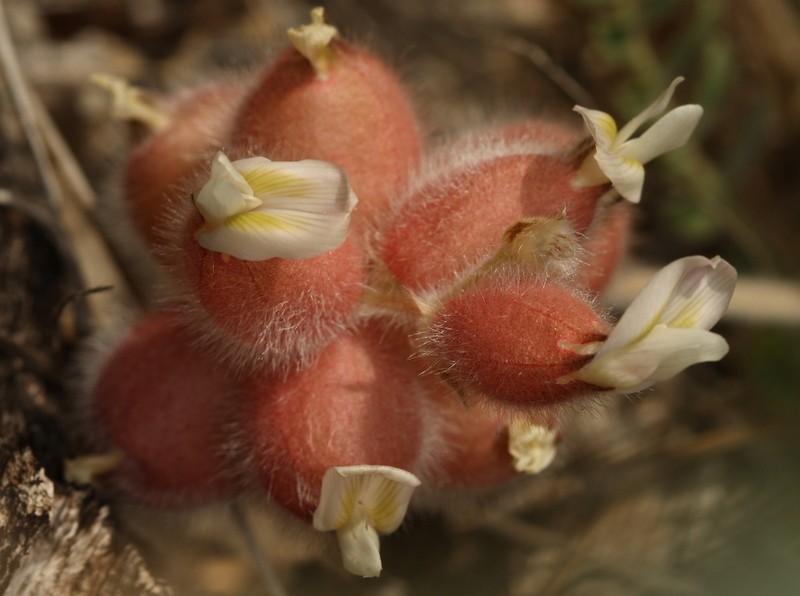 Astragalus zederbaueri photo 7