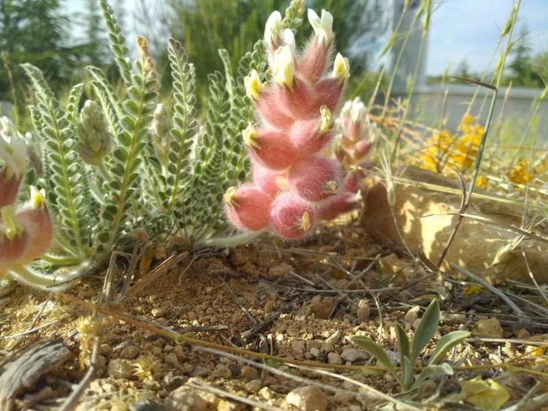Astragalus zederbaueri photo 8