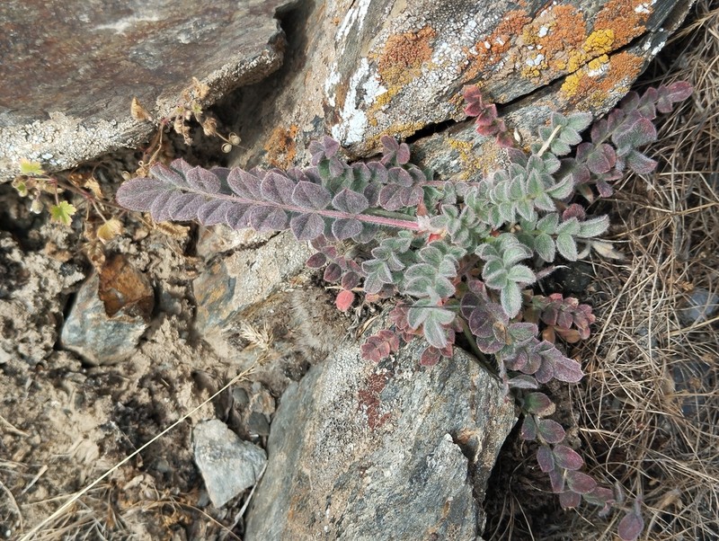 Astragalus zerabulaki