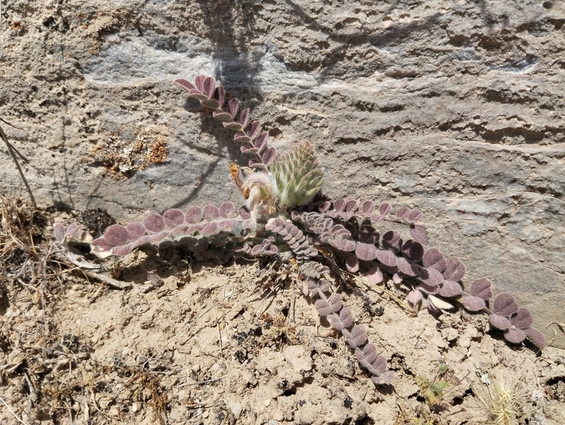 Astragalus zerabulaki photo 2