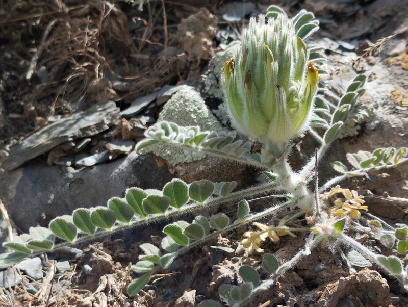 Astragalus zerabulaki photo 3