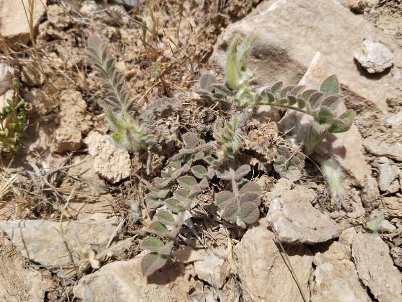 Astragalus zerabulaki photo 4