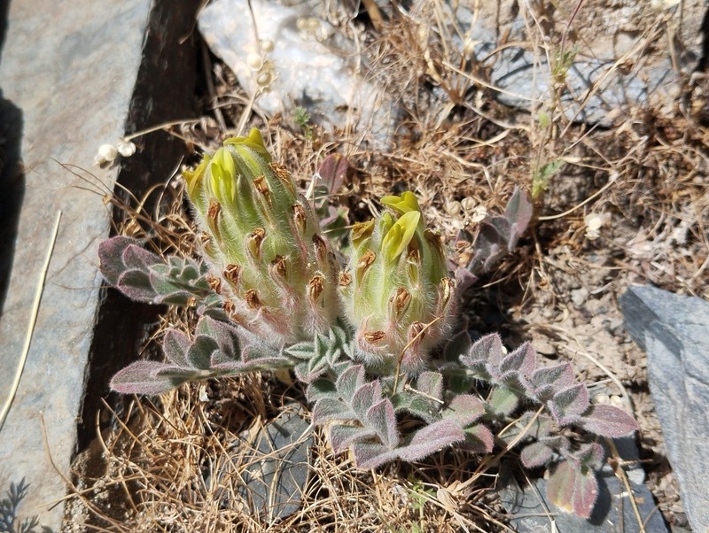 Astragalus zerabulaki photo 5