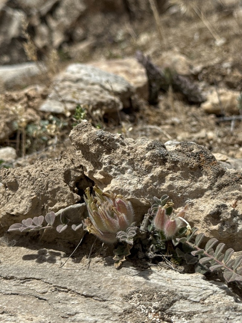 Astragalus zerabulaki photo 6