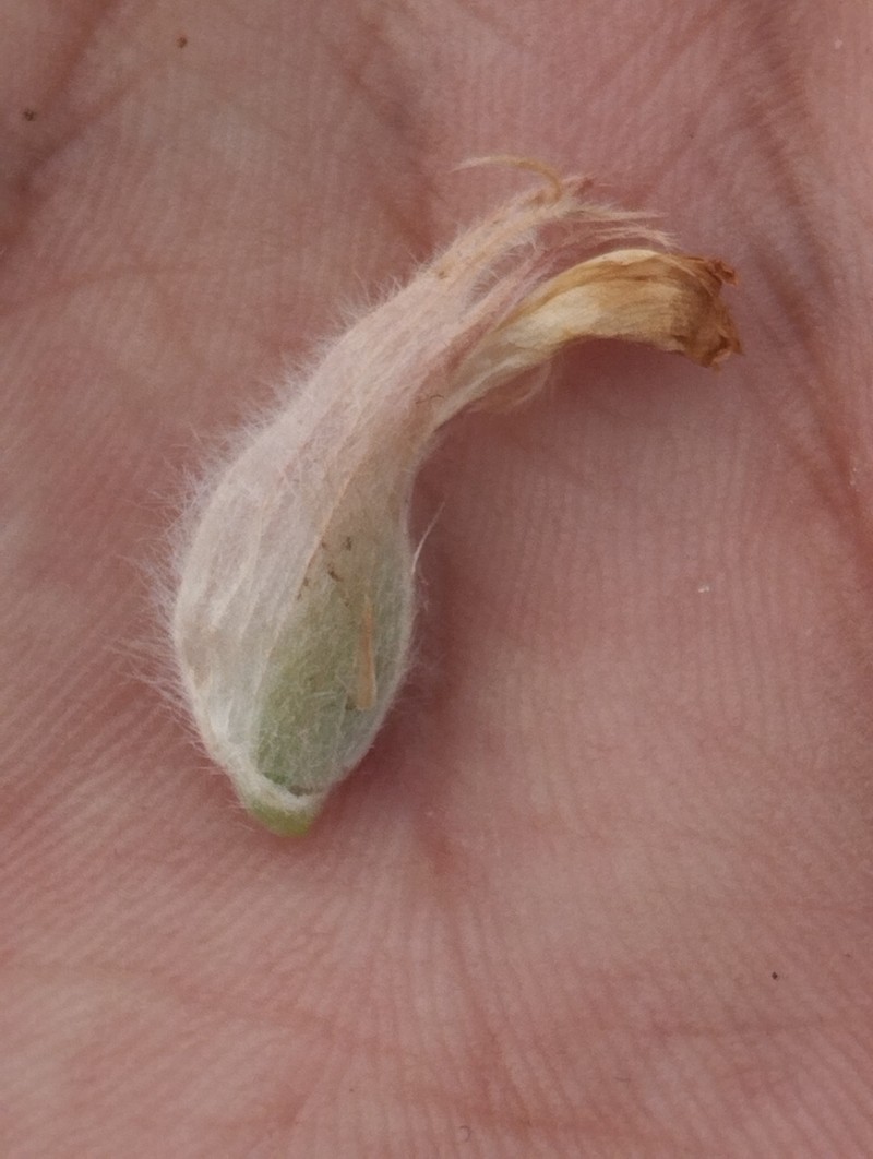 Astragalus zerabulaki photo 7