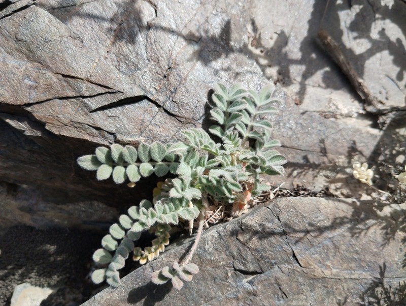 Astragalus zerabulaki photo 8