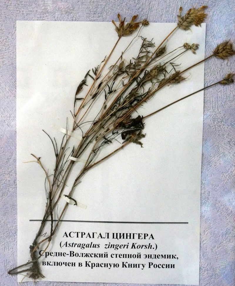 Astragalus zingeri