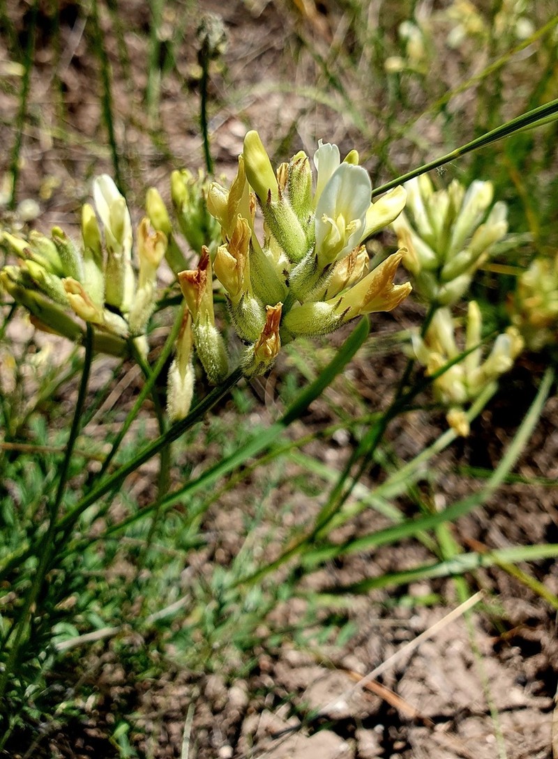 Astragalus zingeri photo 2
