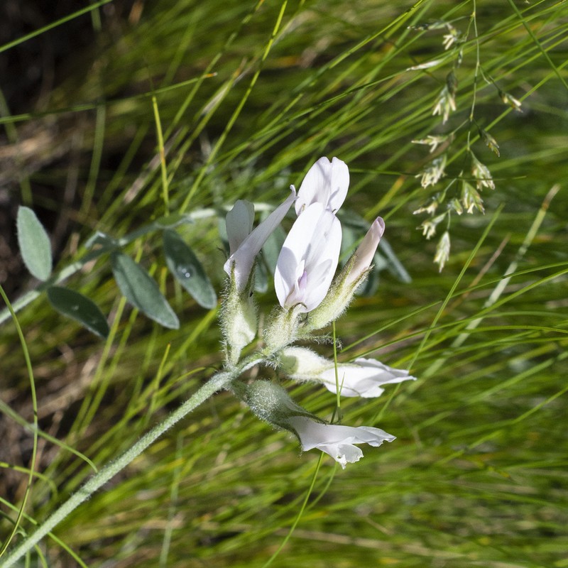 Astragalus zingeri photo 3