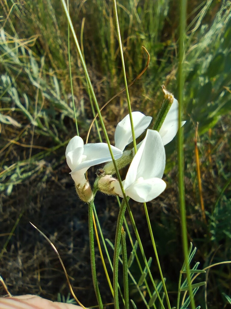 Astragalus zingeri photo 4