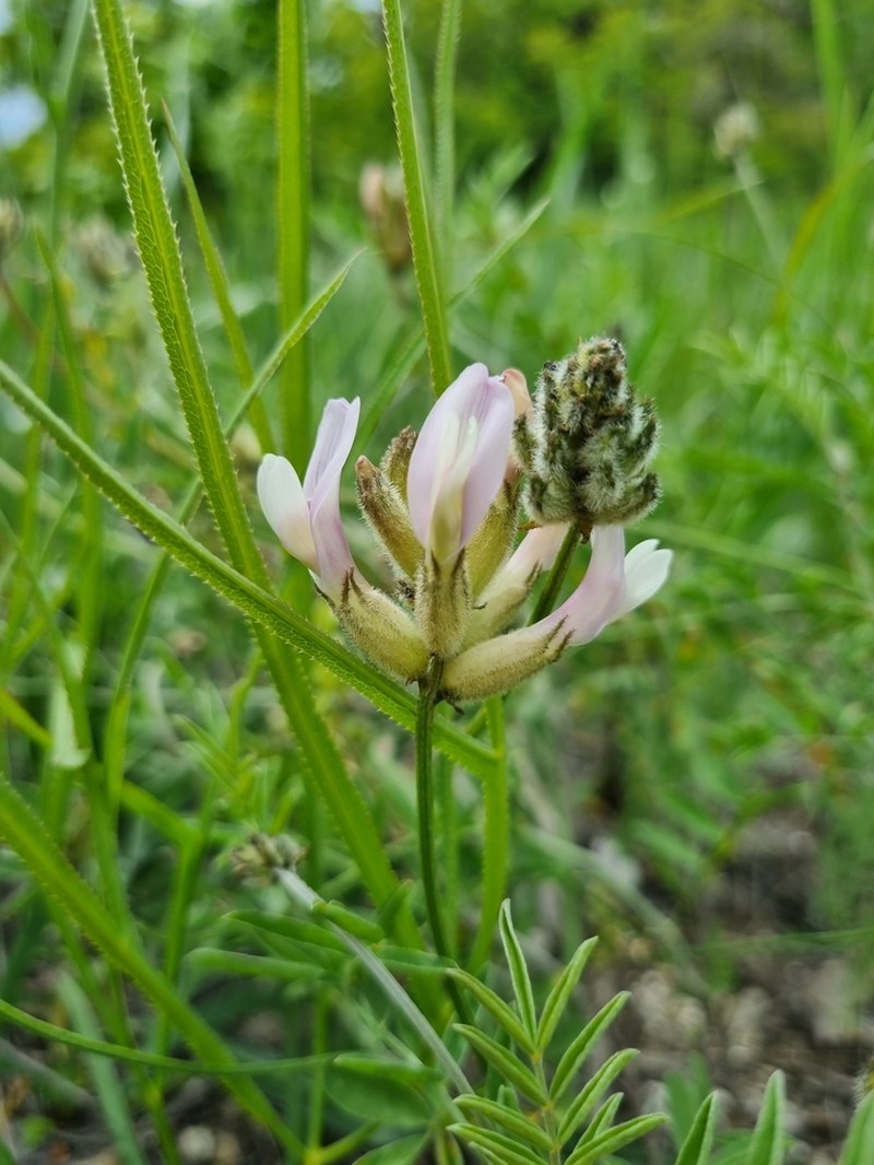 Astragalus zingeri photo 5