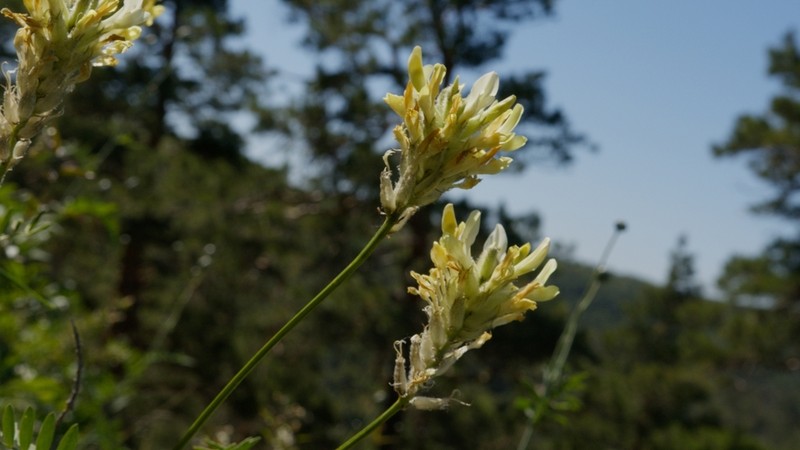 Astragalus zingeri photo 6