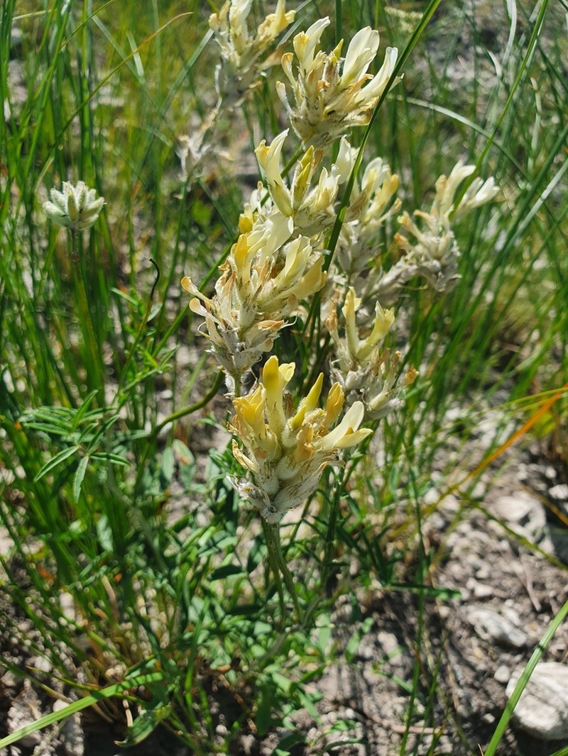 Astragalus zingeri photo 7