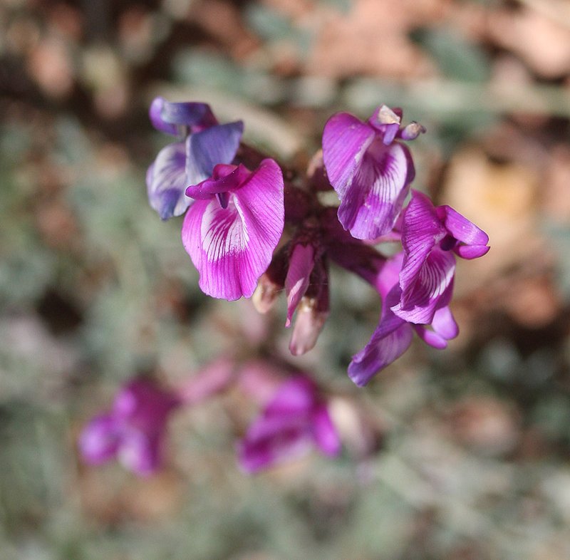 Zion Milkvetch