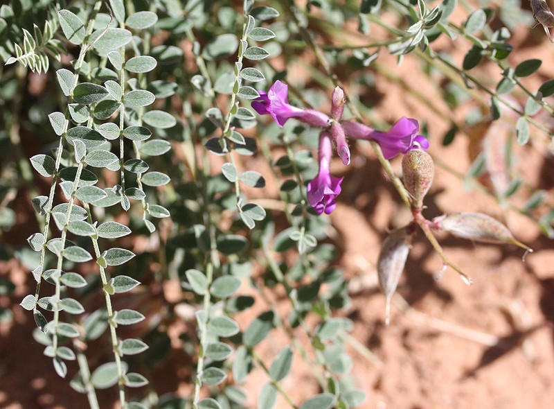 Zion Milkvetch photo 2