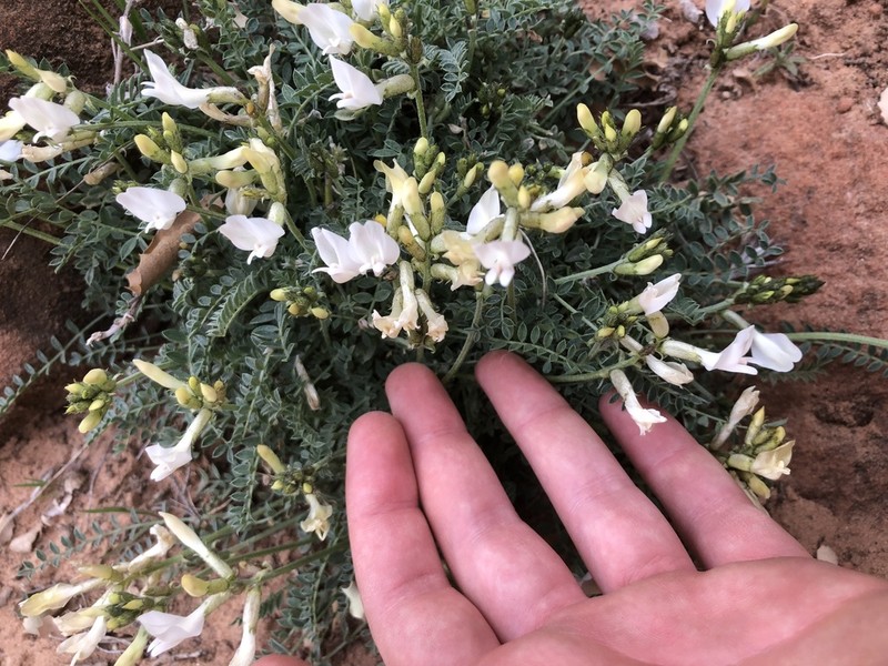 Zion Milkvetch photo 3