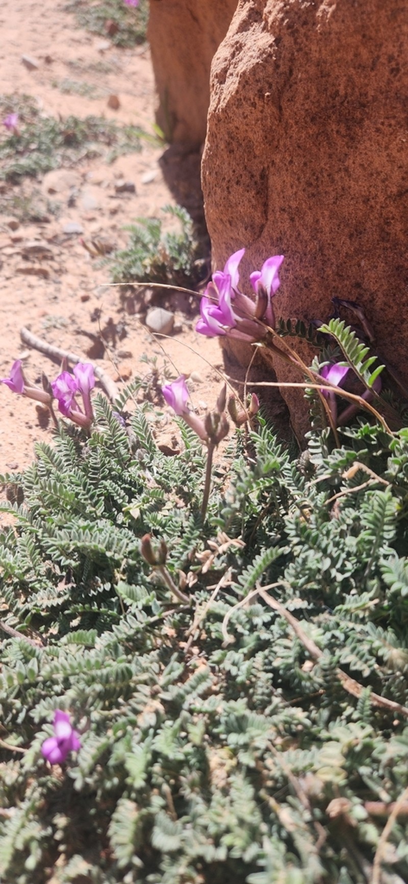 Zion Milkvetch photo 4