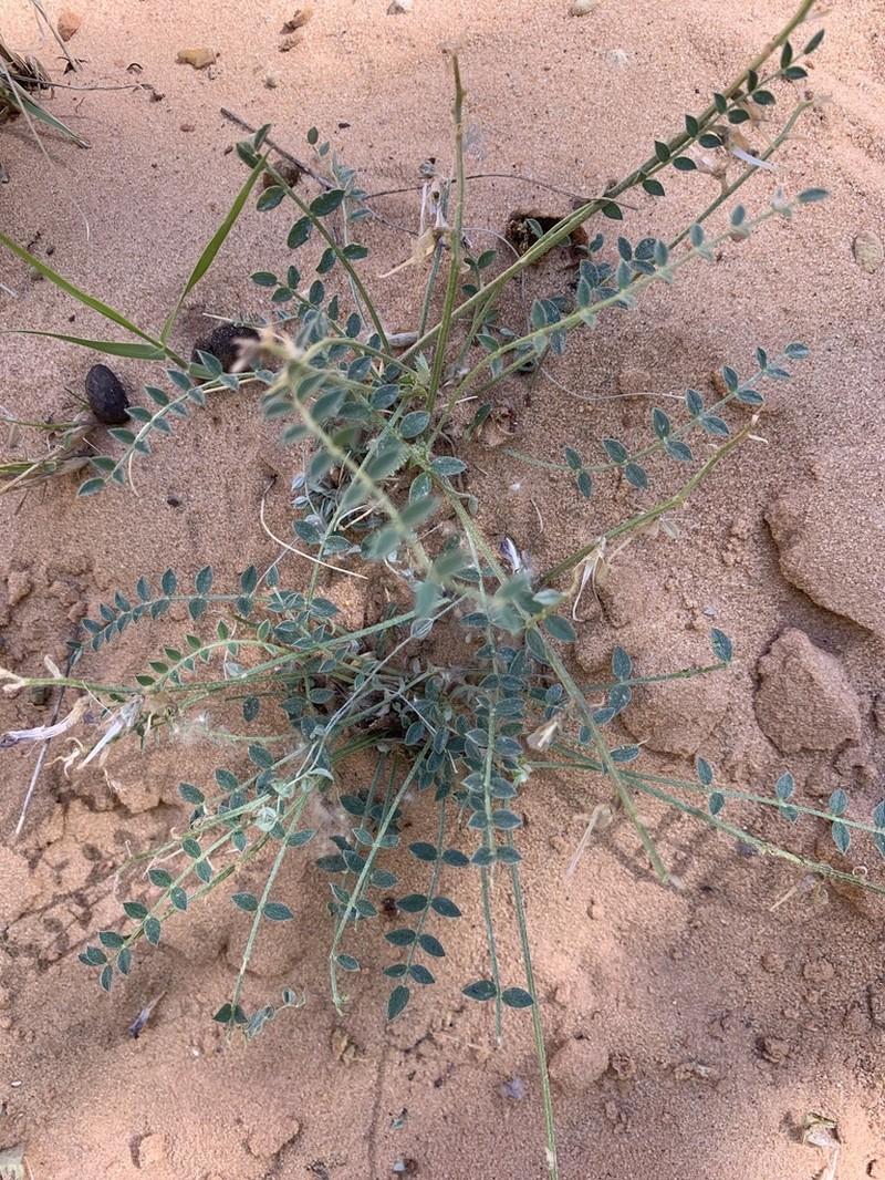 Zion Milkvetch photo 5