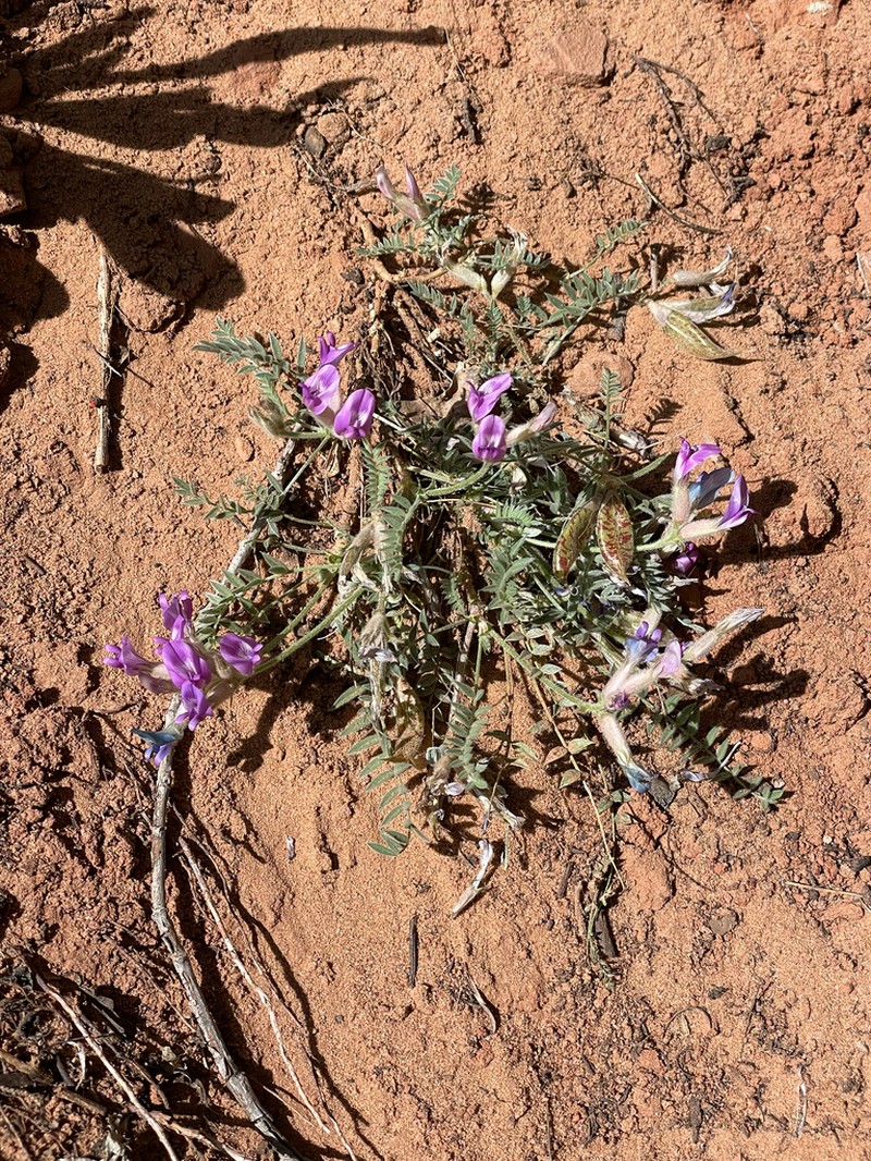 Zion Milkvetch photo 6