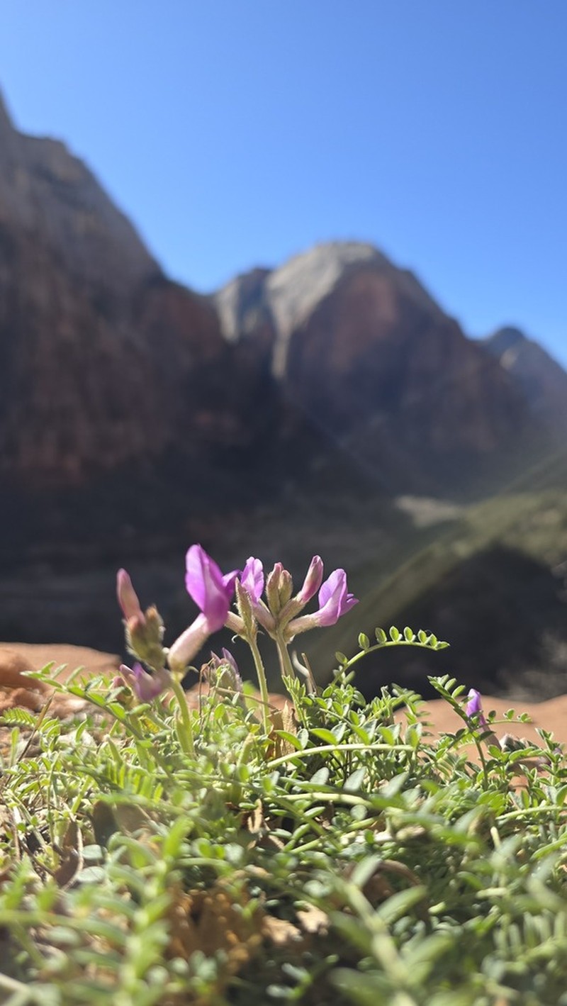 Zion Milkvetch photo 7
