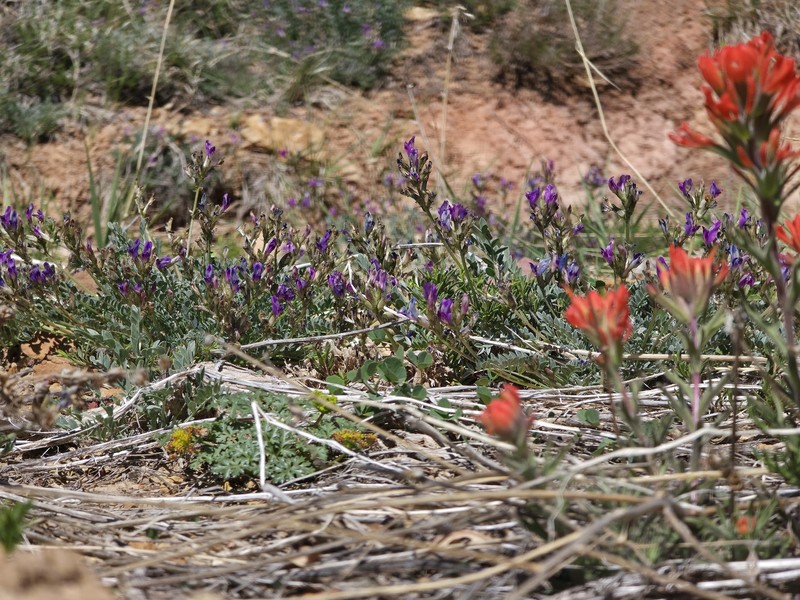 Astragalus zionis var. vigulus