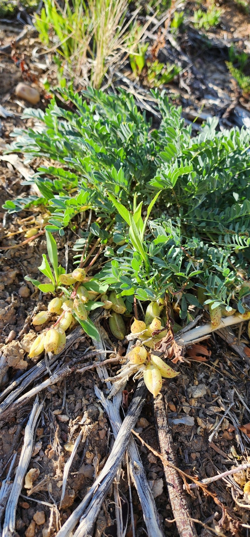 Astragalus zionis var. vigulus photo 2