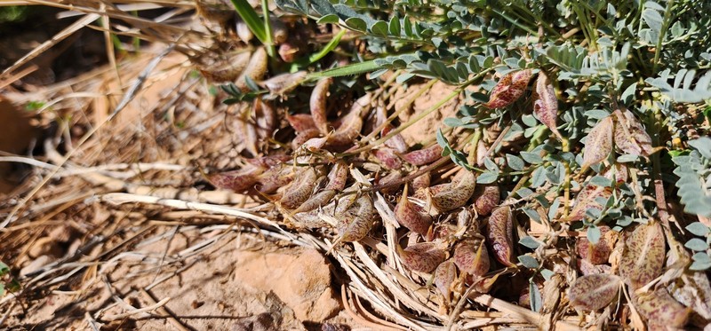 Astragalus zionis var. vigulus photo 3