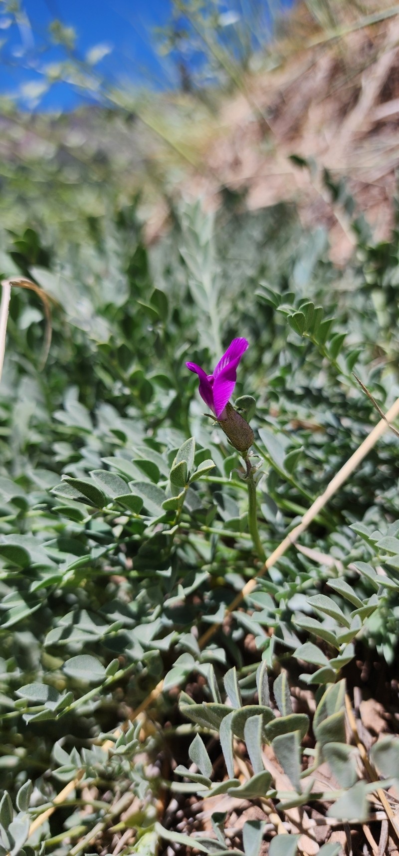 Astragalus zionis var. vigulus photo 4