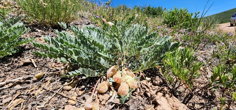 Astragalus zionis var. vigulus photo 5