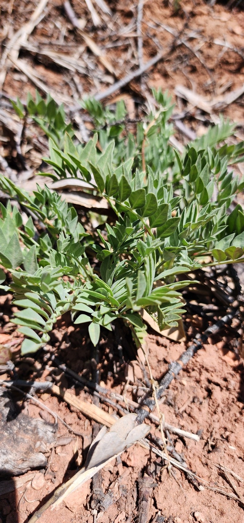 Astragalus zionis var. vigulus photo 6