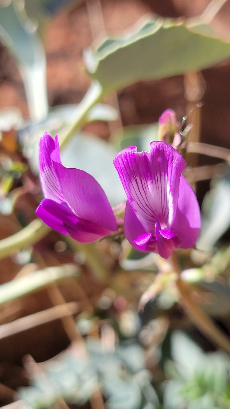 Astragalus zionis var. zionis