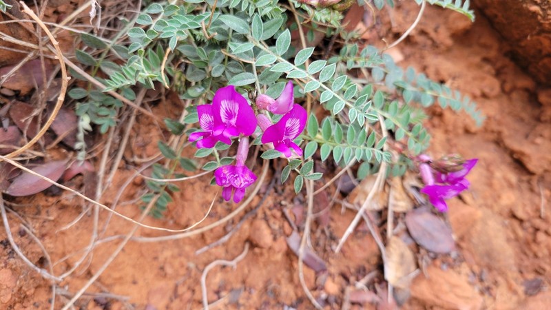 Astragalus zionis var. zionis photo 2