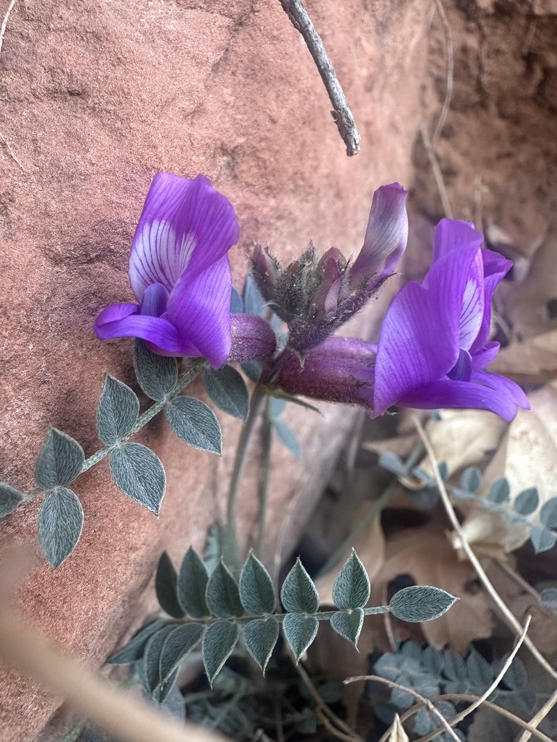 Astragalus zionis var. zionis photo 3
