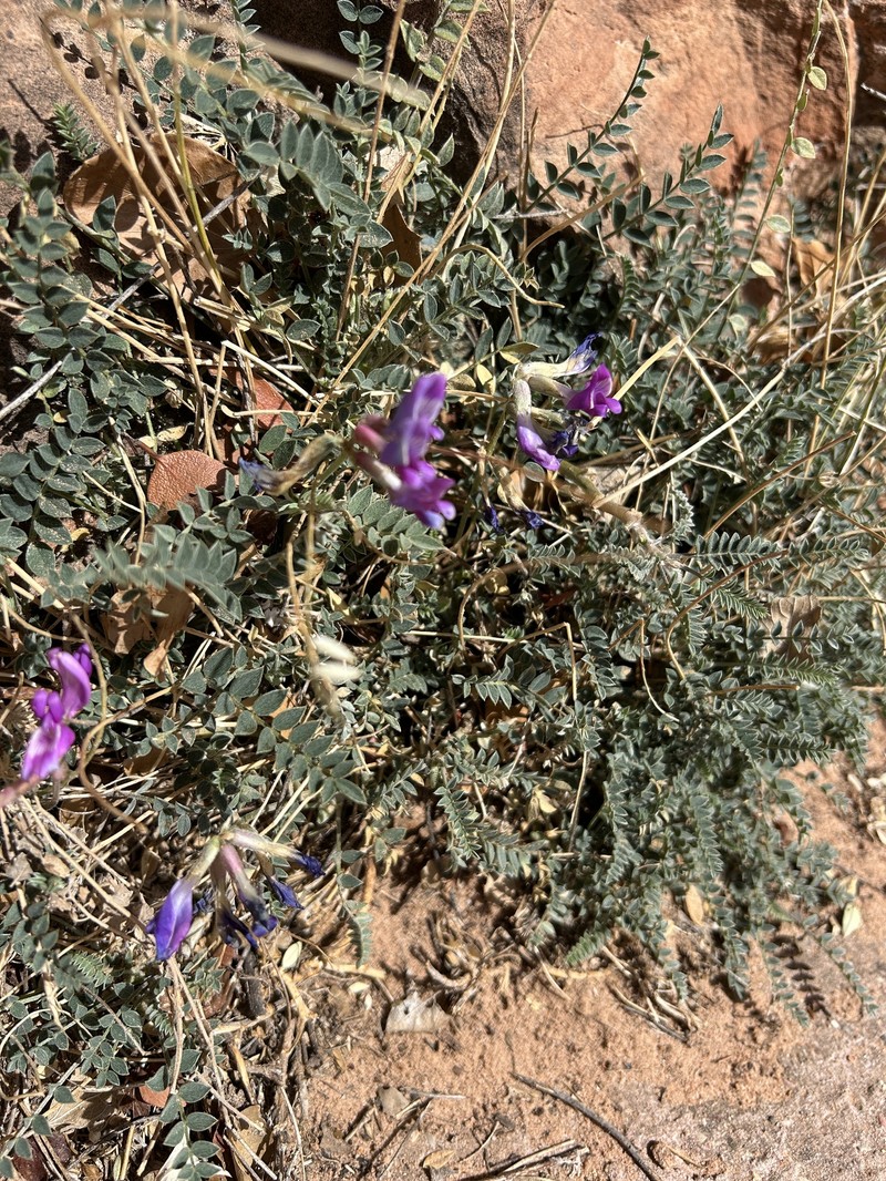 Astragalus zionis var. zionis photo 4