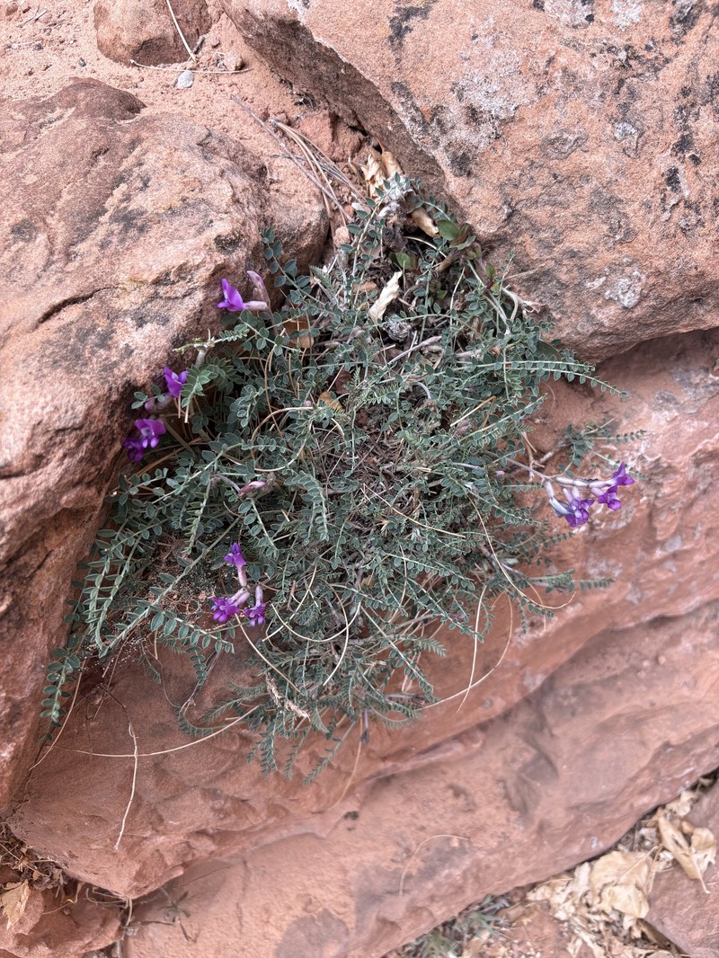 Astragalus zionis var. zionis photo 5