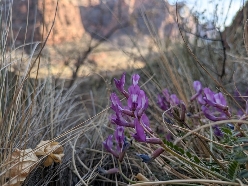 Astragalus zionis var. zionis photo 6