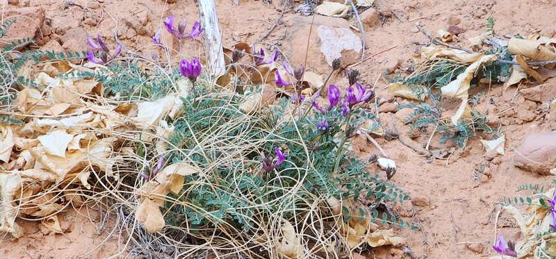 Astragalus zionis var. zionis photo 7