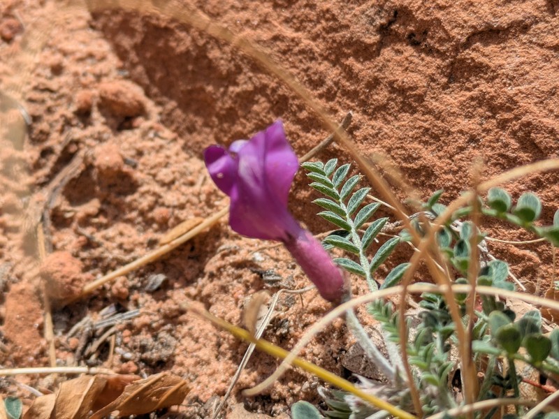 Astragalus zionis var. zionis photo 8
