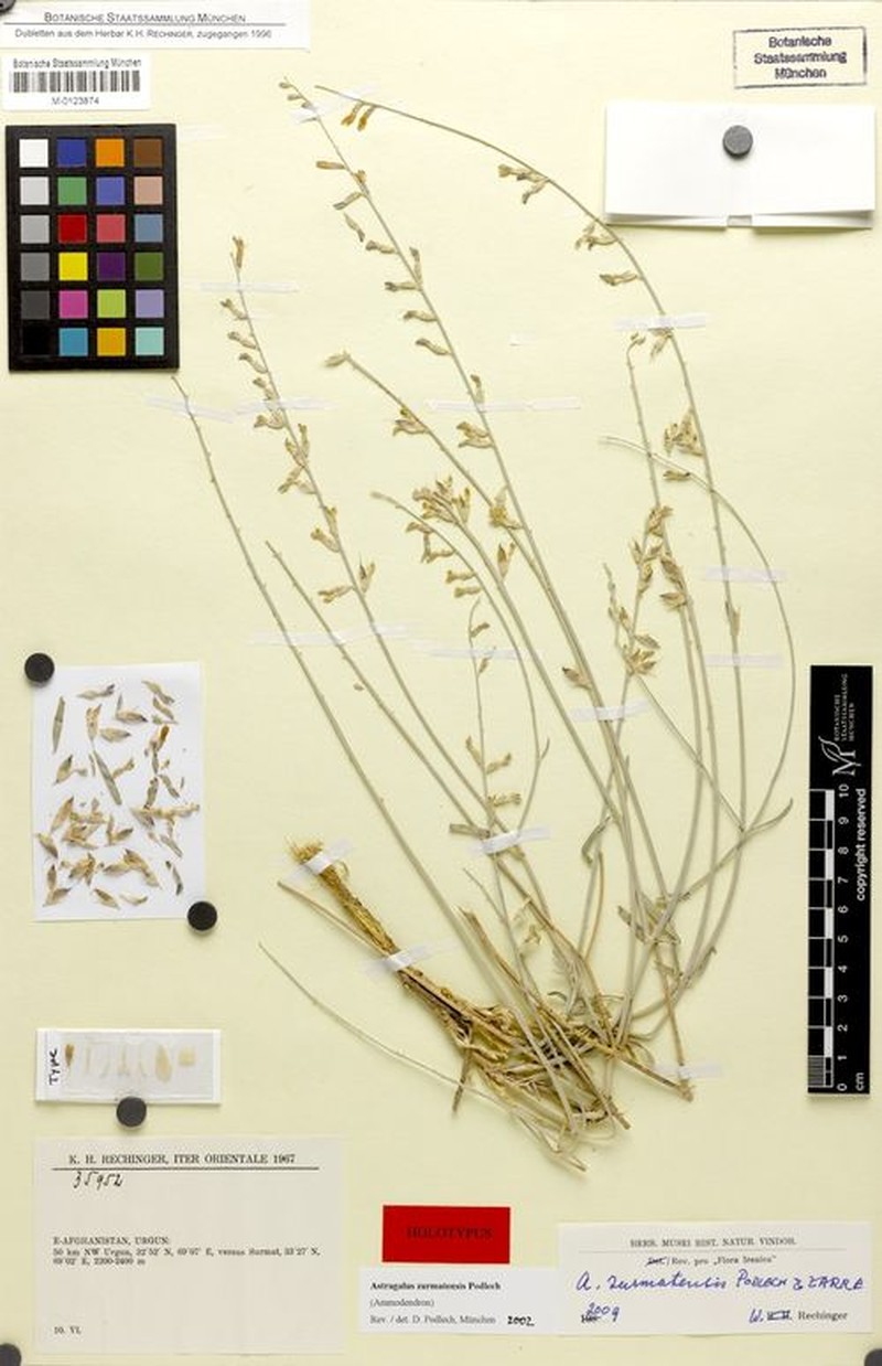 Astragalus zurmatensis