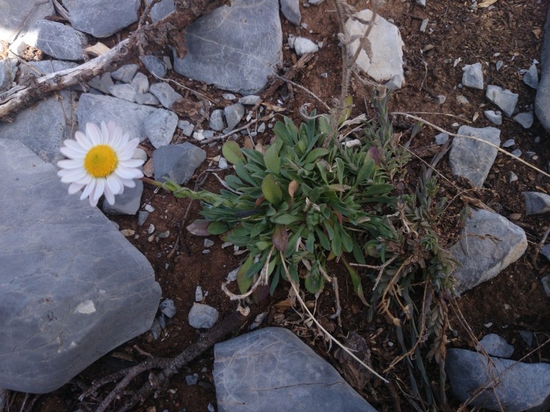 Astranthium beamanii photo 2