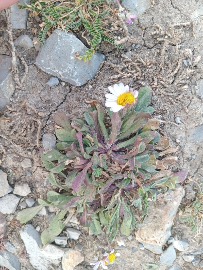 Astranthium beamanii photo 4