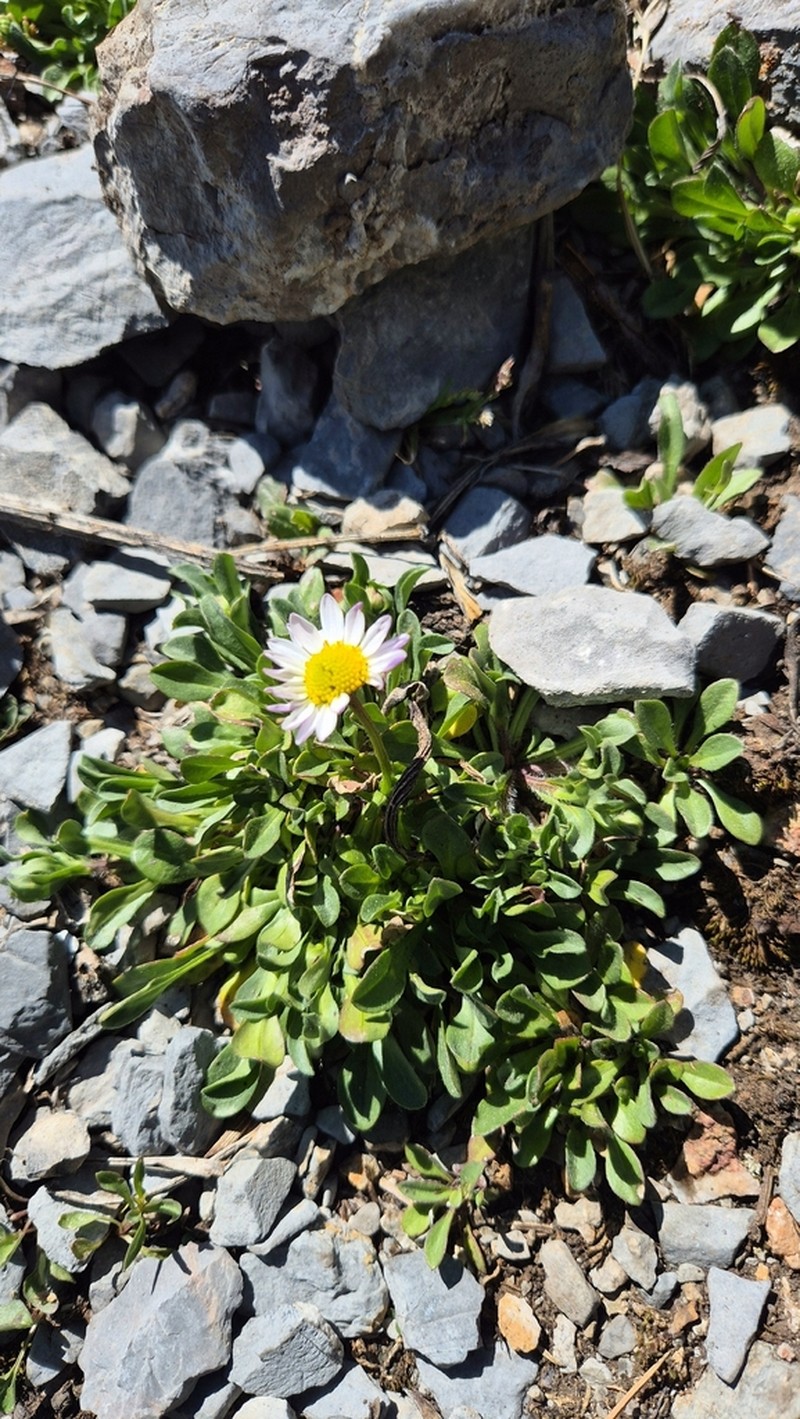 Astranthium beamanii photo 5