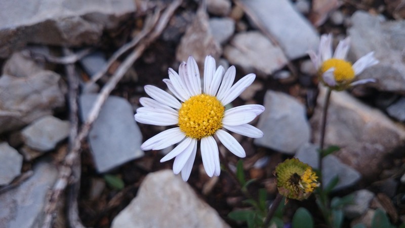 Astranthium beamanii photo 8