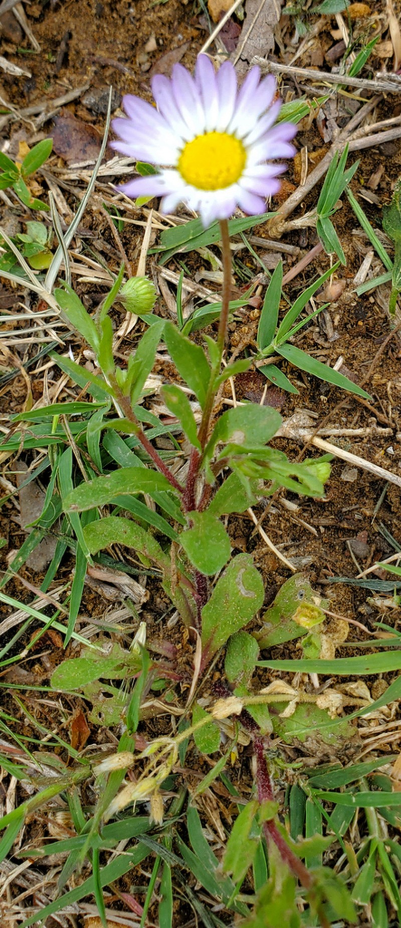 Astranthium ciliatum photo 2