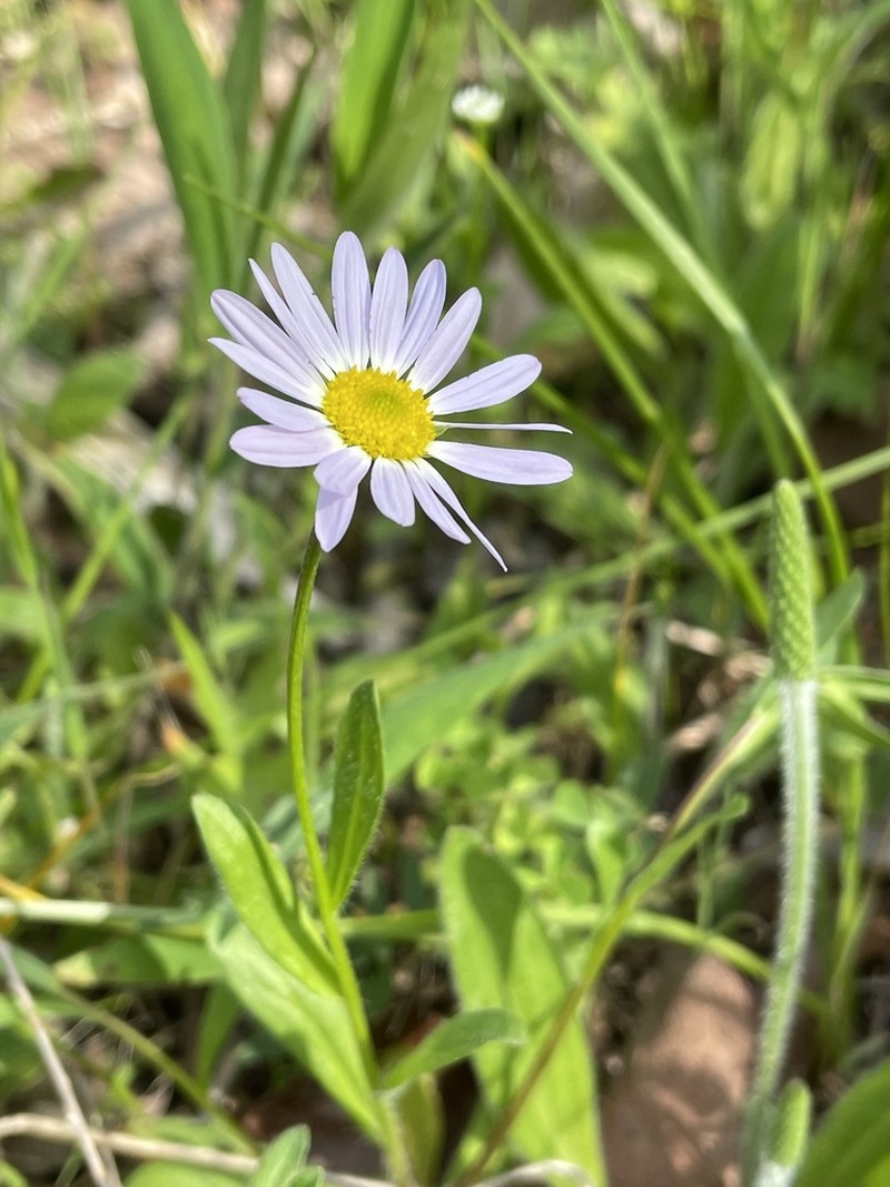Astranthium ciliatum photo 3