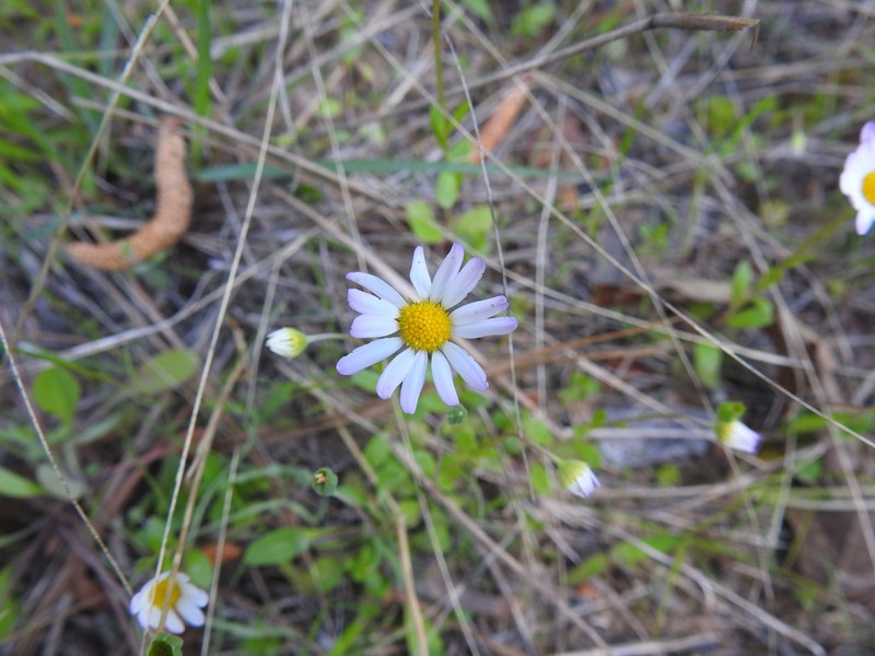 Astranthium ciliatum photo 4