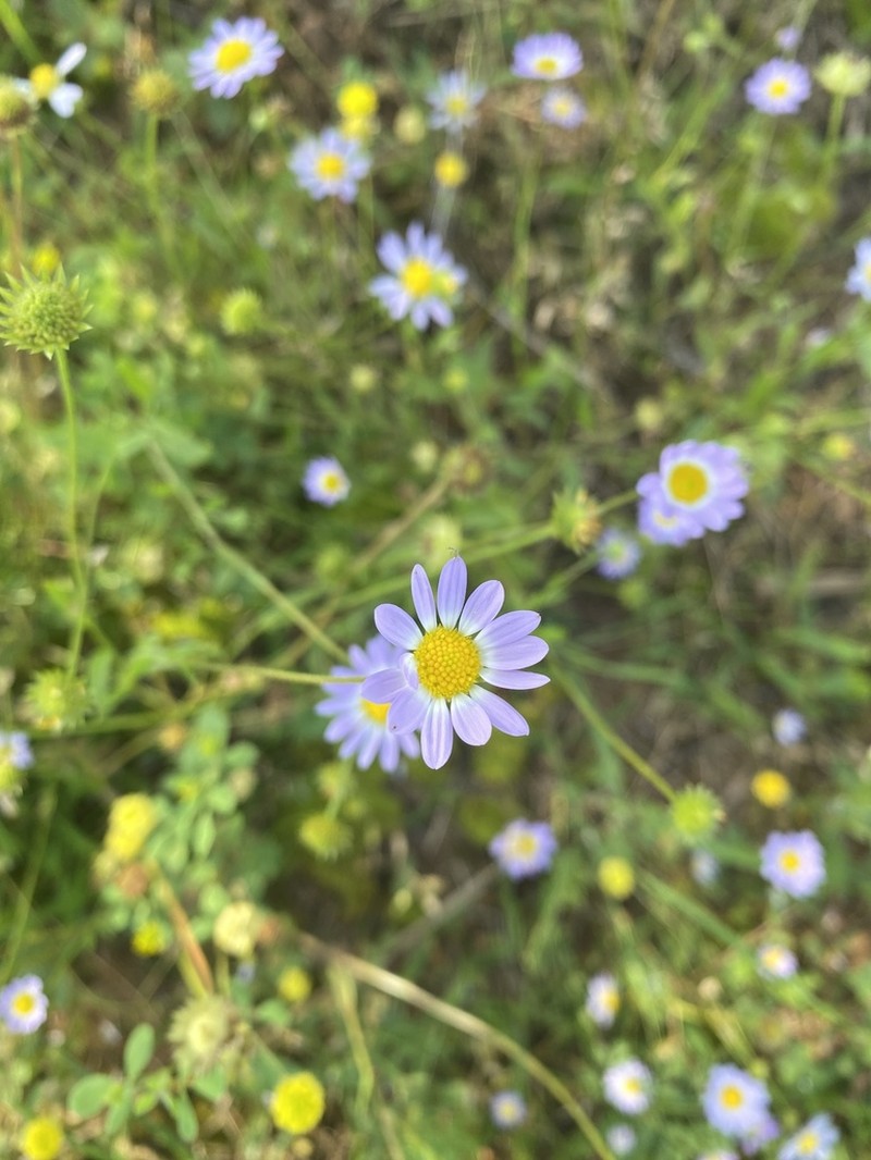 Astranthium ciliatum photo 5
