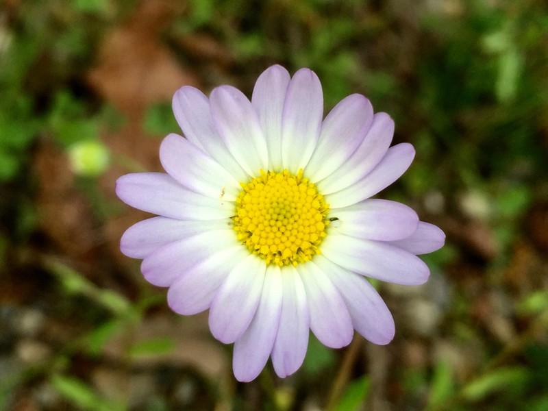 Astranthium ciliatum photo 6