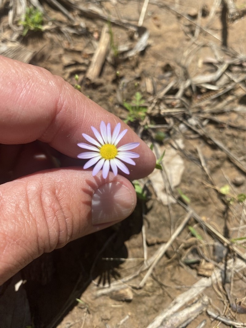 Astranthium ciliatum photo 7