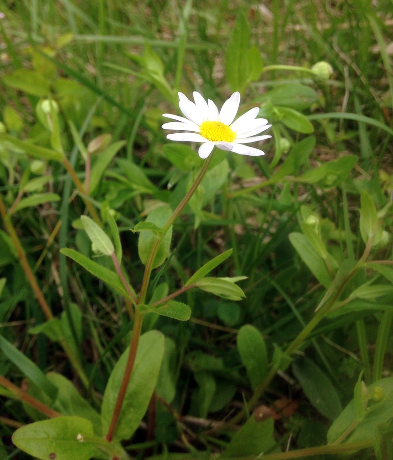 Entireleaf Western Daisy